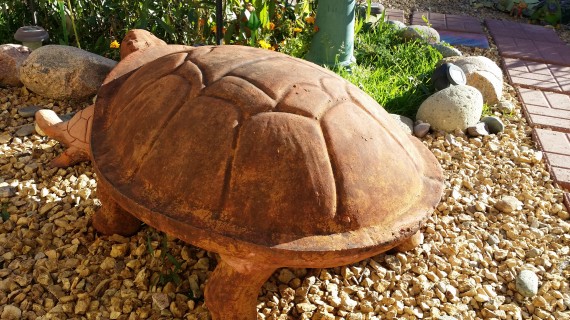 Giant turtle wants to give imaginary rides.