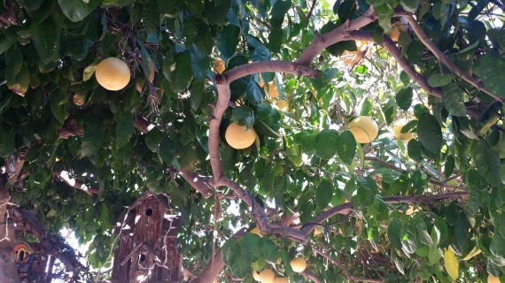 Organic pink grapefruit tree