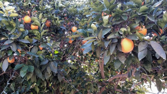 Organic orange tree
