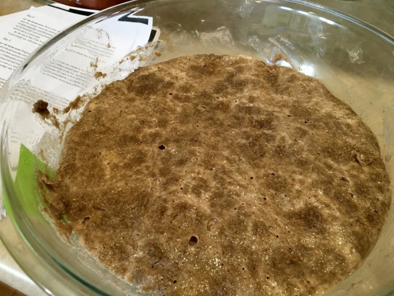 1 day after sourdough starter was made.