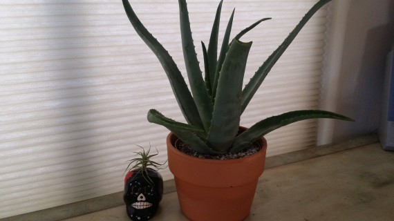 My indoor aloe plant, ready to be used for kitchen burns and booboos.