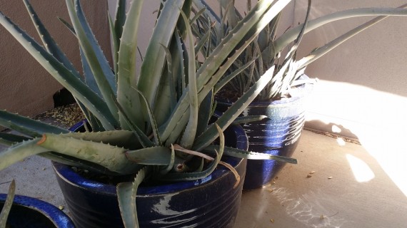 Patio of aloe plants. I might've gotten a bit carried away.