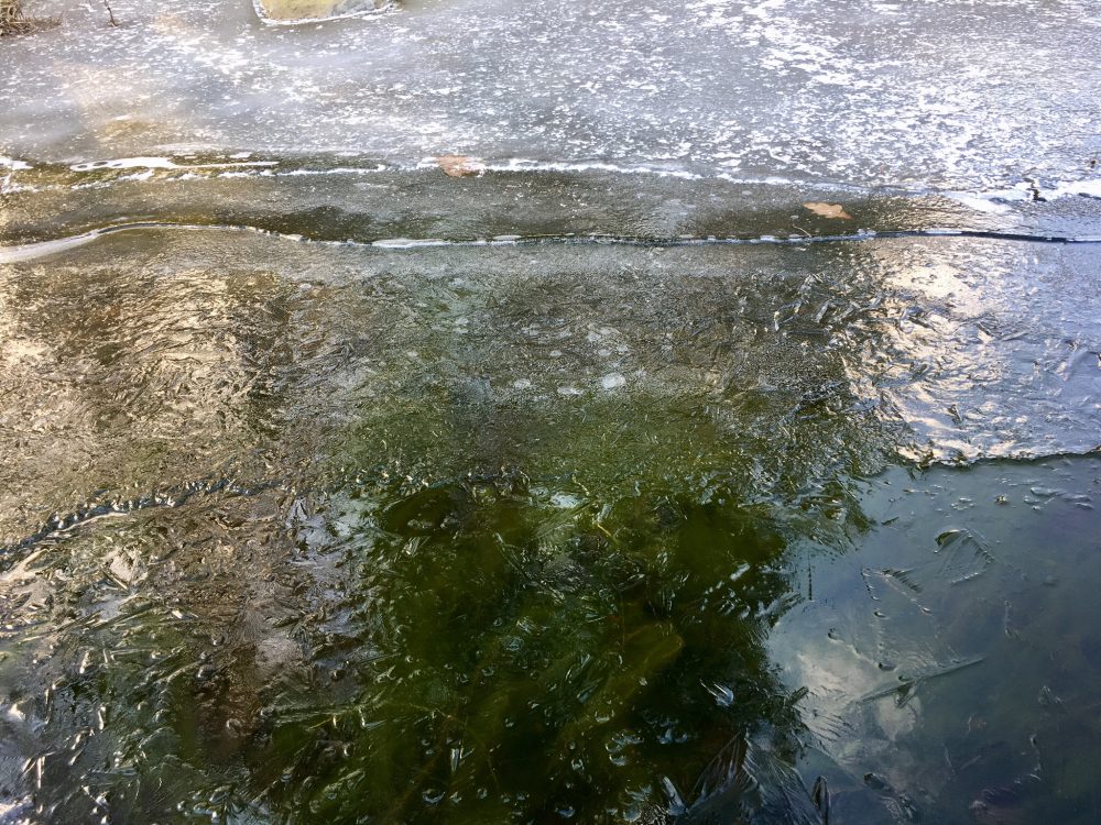 Ice on the pond in Denmark